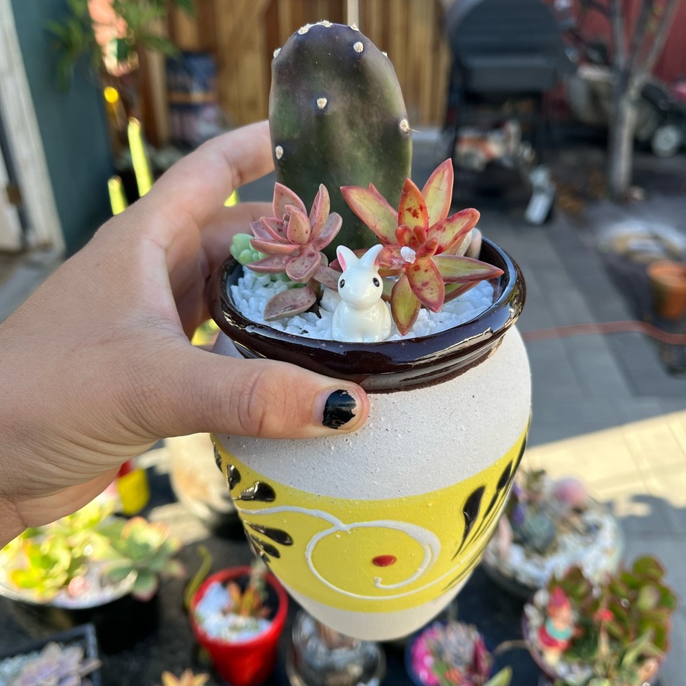 Mexican succies